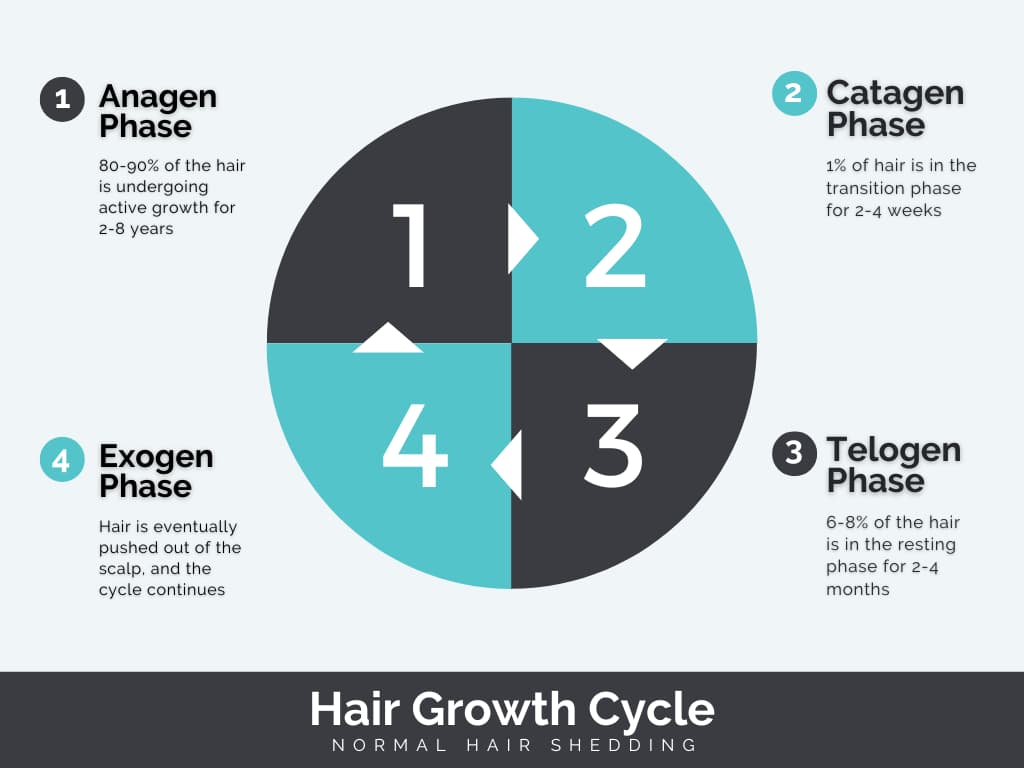 hair sheds in growth cycle