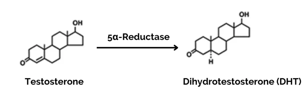 Testosterone to DHT