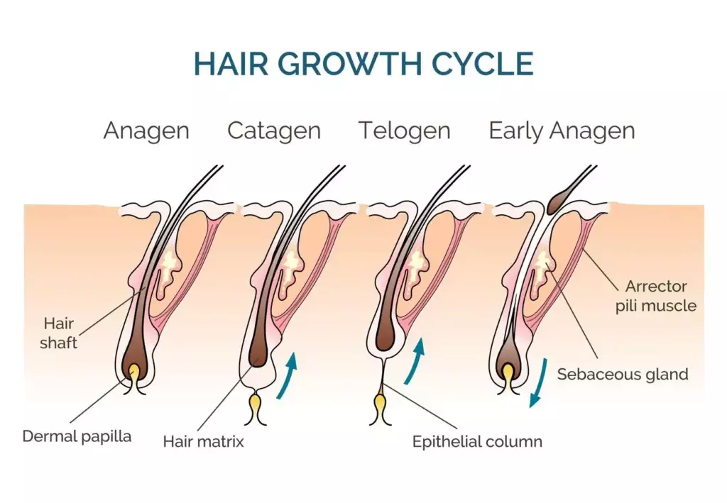 Telogen Effluvium 101: Everything You Need To Know