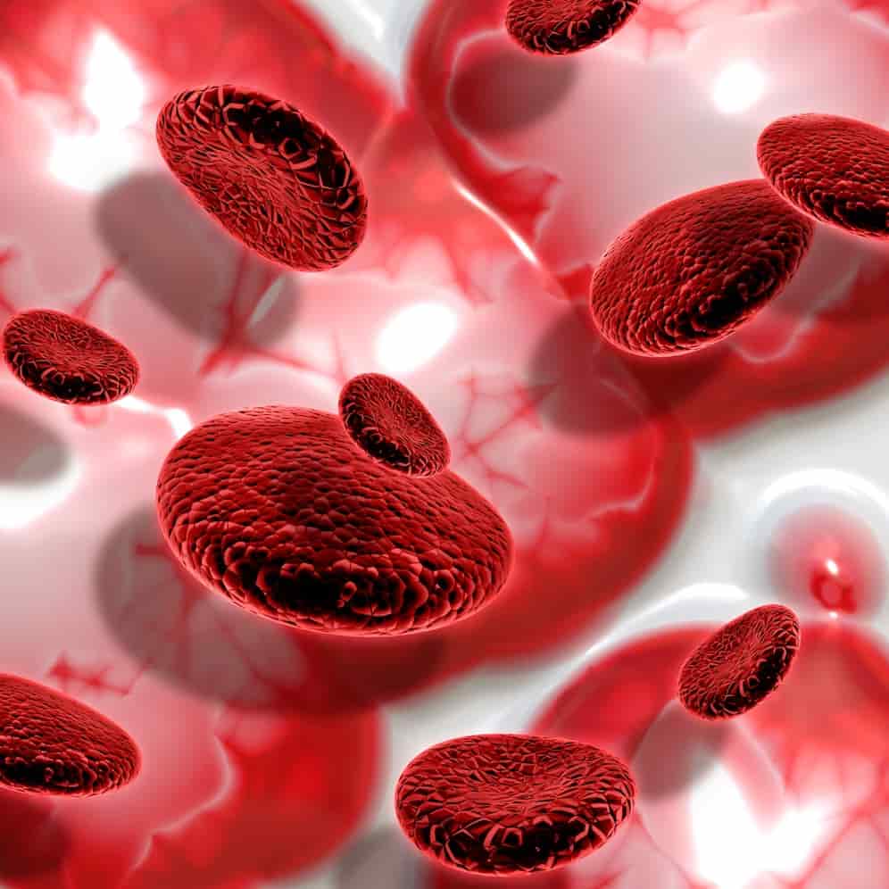 Red blood cells (1)