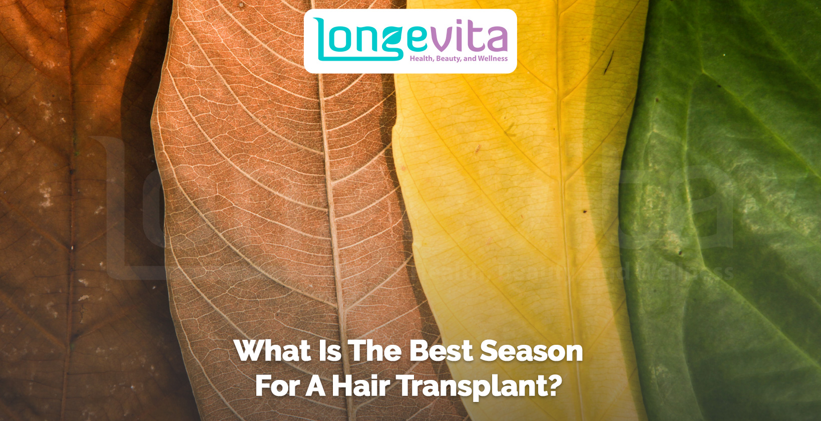 Close-up of autumn, yellow, and green leaves with text about the best season for a hair transplant