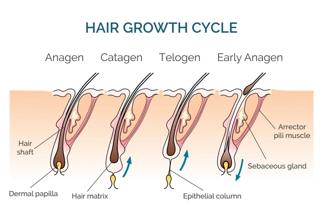 hair growth cycle