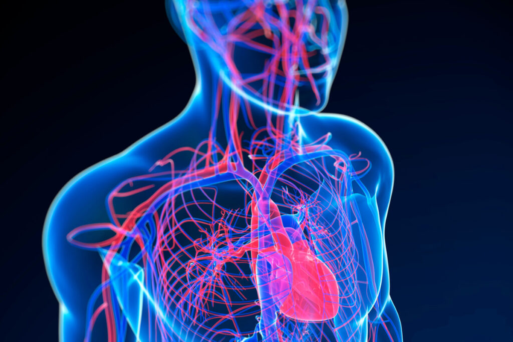 3D render of human upper body highlighting lymphatic and immune system pathways